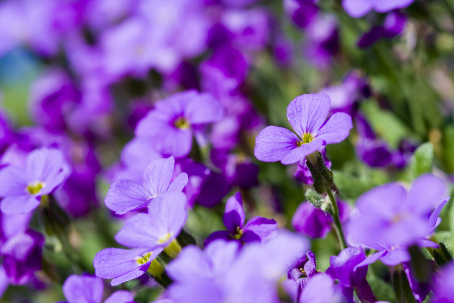 What Does The Name Of Our National Flower Mean